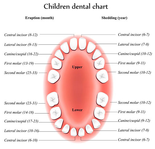 Childrens Dental Chart